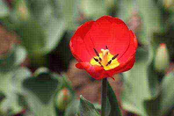 what flowers can be grown by March 8 in a greenhouse