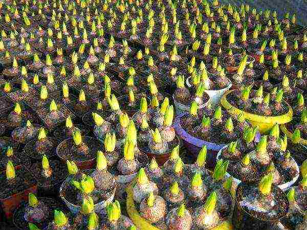 what flowers can be grown by March 8 in a greenhouse