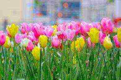 ดอกไม้อะไรที่สามารถปลูกได้ในวันที่ 8 มีนาคมในเรือนกระจก