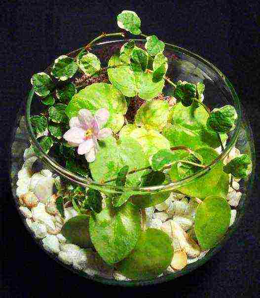 what flowers can be grown in an aquarium without water