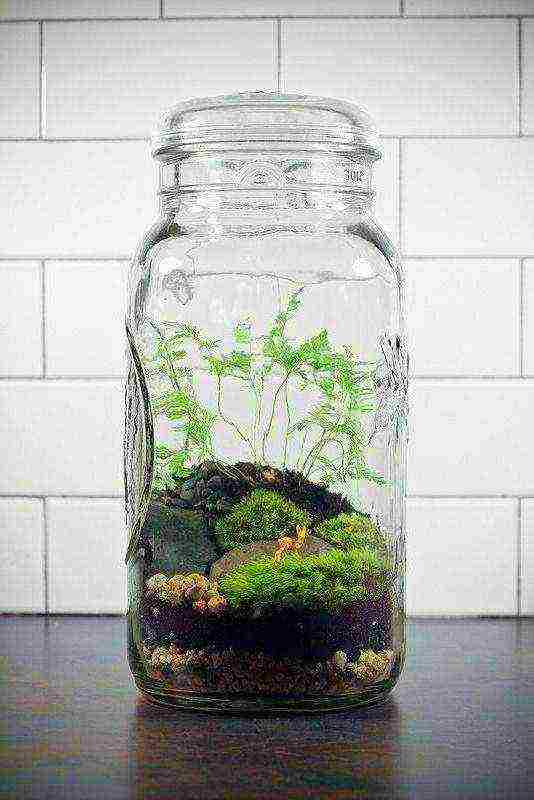 what flowers can be grown in an aquarium without water