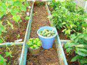 what crops can be grown in the greenhouse together