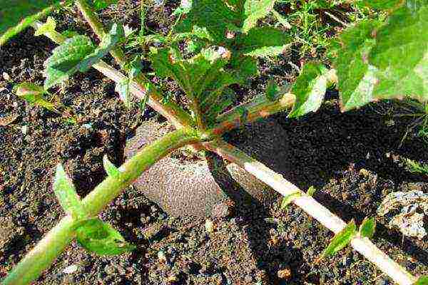 what crops can be grown in the greenhouse together