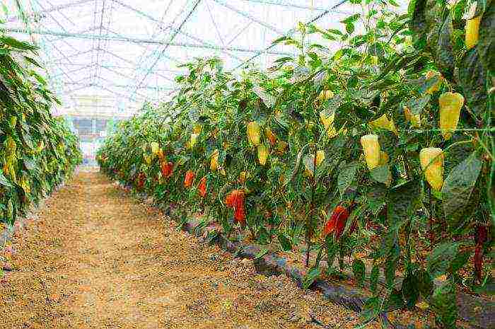 what crops can be grown in the greenhouse together