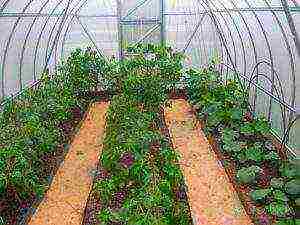 what crops can be grown in the greenhouse together