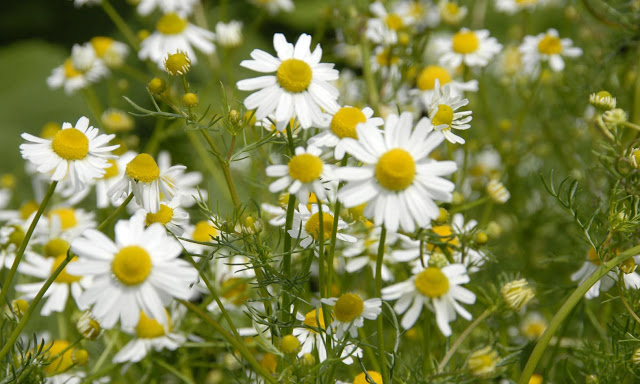 what medicinal plants are grown in the country