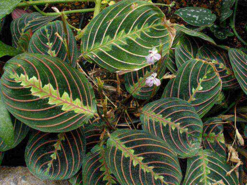 what forest plants can be grown in an apartment