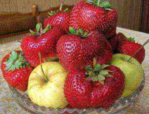 what are the best varieties of strawberries