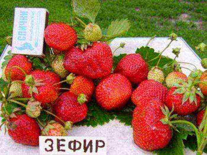 what are the best varieties of strawberries