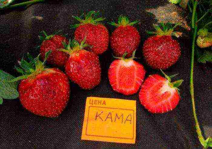 what are the best varieties of strawberries