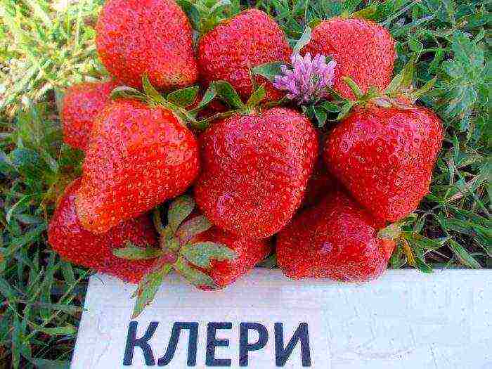 what are the best varieties of strawberries