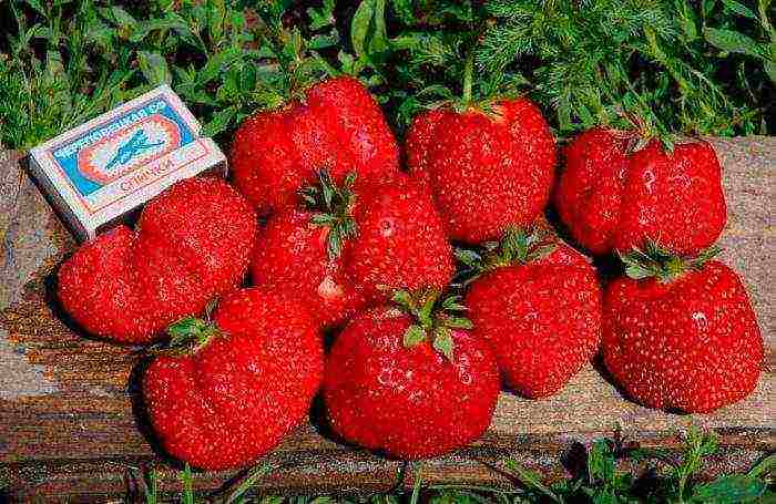 what are the best varieties of strawberries