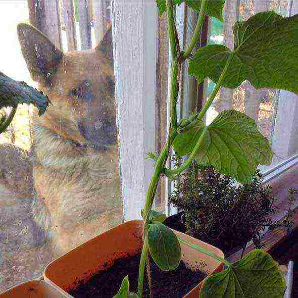 what cucumbers can be grown at home on the windowsill