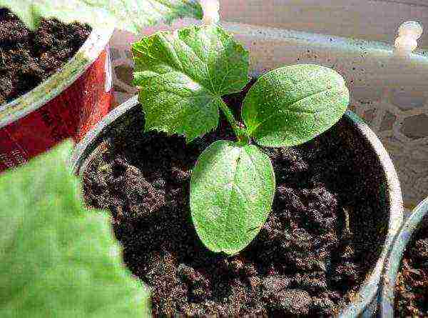 what cucumbers can be grown at home on the windowsill