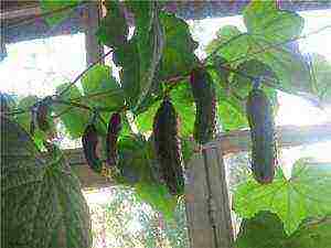 what cucumbers can be grown at home