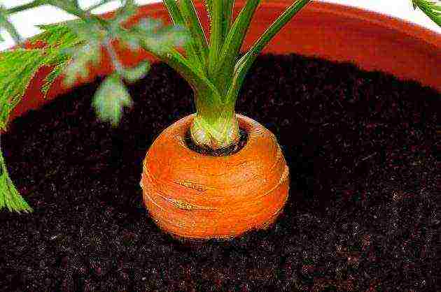 what vegetables and fruits can be grown on the balcony