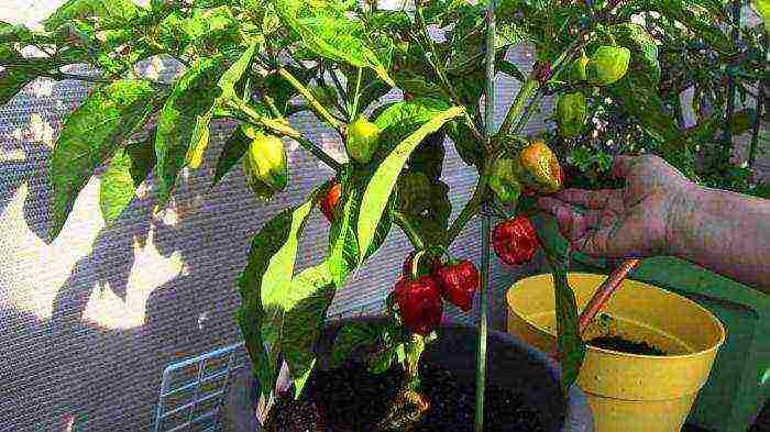 what vegetables and fruits can be grown on the balcony