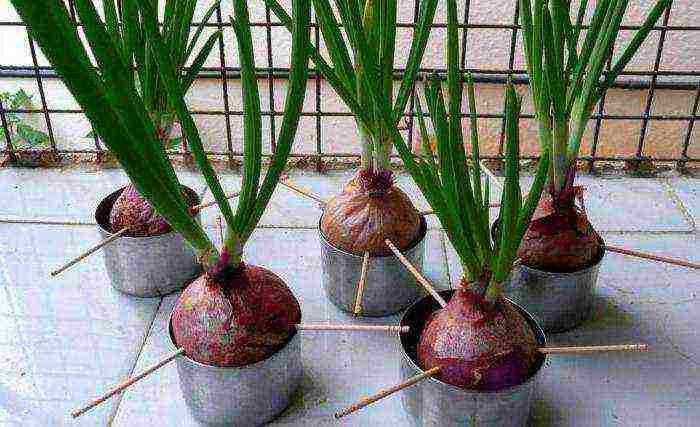 what vegetables and fruits can be grown on the balcony