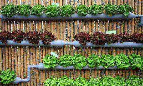 what vegetables and fruits can be grown on the balcony