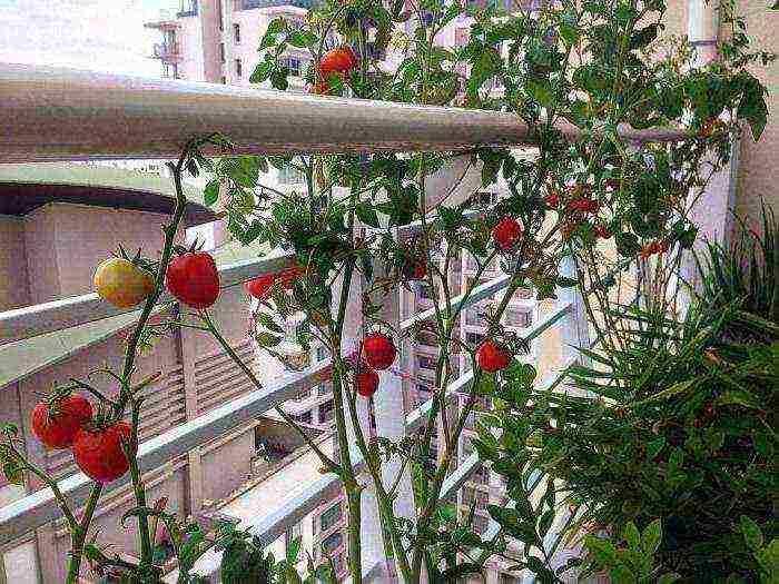 what vegetables and fruits can be grown on the balcony