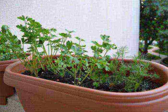 what vegetables and fruits can be grown on the balcony