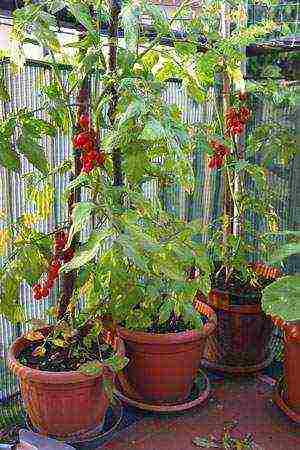 what vegetables and fruits can be grown on the balcony