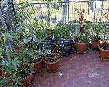 what vegetables and fruits can be grown on the balcony