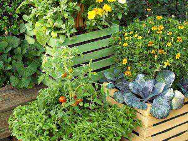 what vegetables and fruits can be grown on the balcony