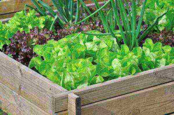 what vegetables and fruits can be grown on the balcony