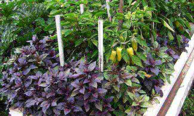 what vegetables can be grown together in a greenhouse