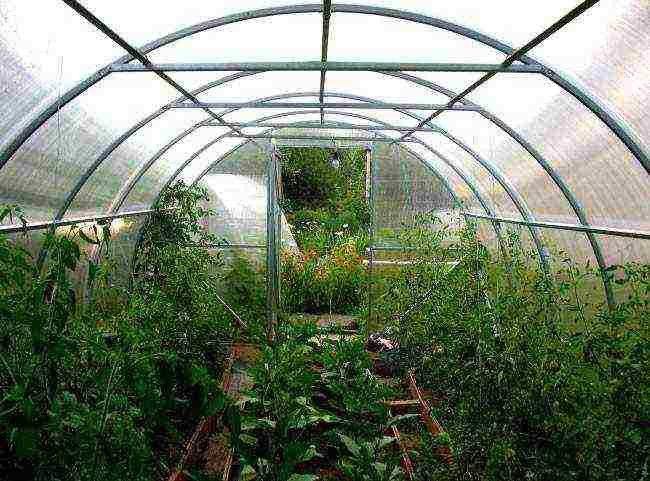 what vegetables can be grown together in a greenhouse