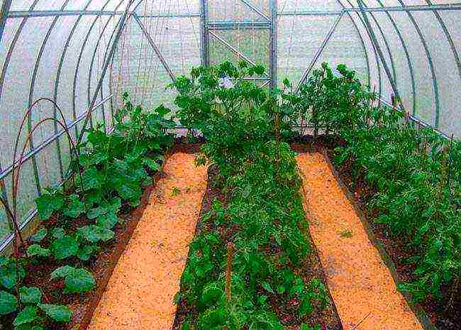 what vegetables can be grown together in a greenhouse