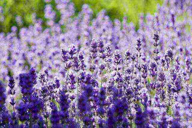 what useful herbs can be grown in the garden