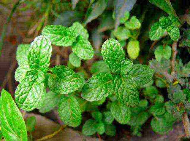 what useful herbs can be grown in the garden