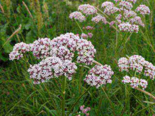 what useful herbs can be grown in the garden