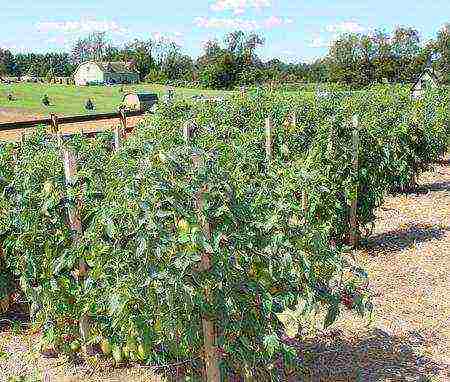 which tomatoes are best grown outdoors