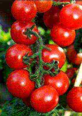 which tomatoes are best grown outdoors