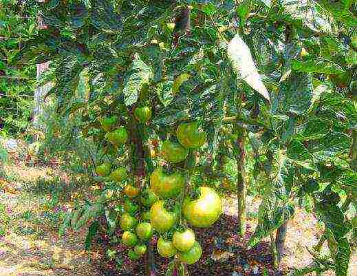 which tomatoes are best grown outdoors