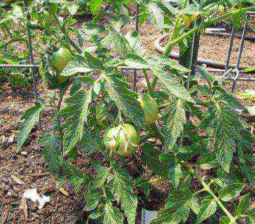 which tomatoes are best grown outdoors