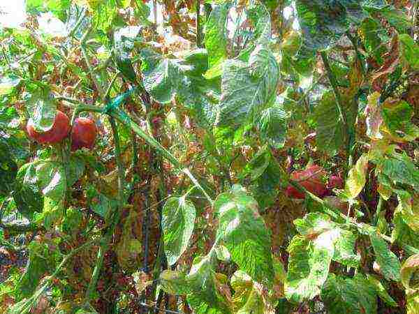 which tomatoes are best grown outdoors