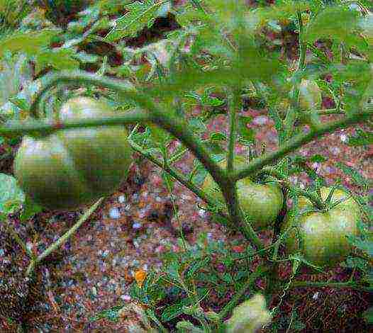 which tomatoes are best grown outdoors