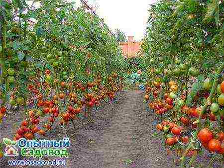 which tomatoes are best grown outdoors