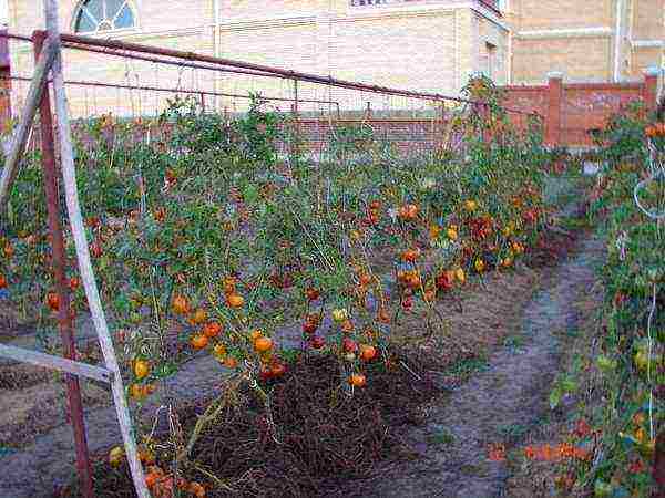 which tomatoes are best grown outdoors