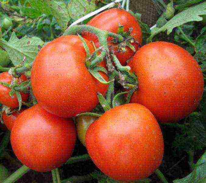 which tomatoes are best grown outdoors