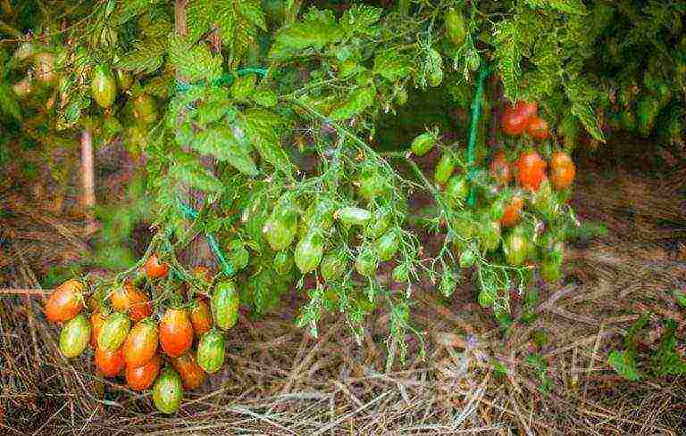 which tomatoes are best grown outdoors