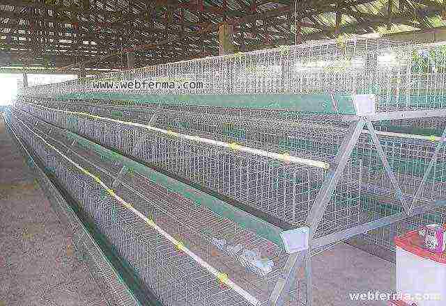 what breeds of broilers are best to grow in cages