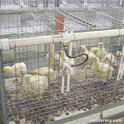 what breeds of broilers are best to grow in cages