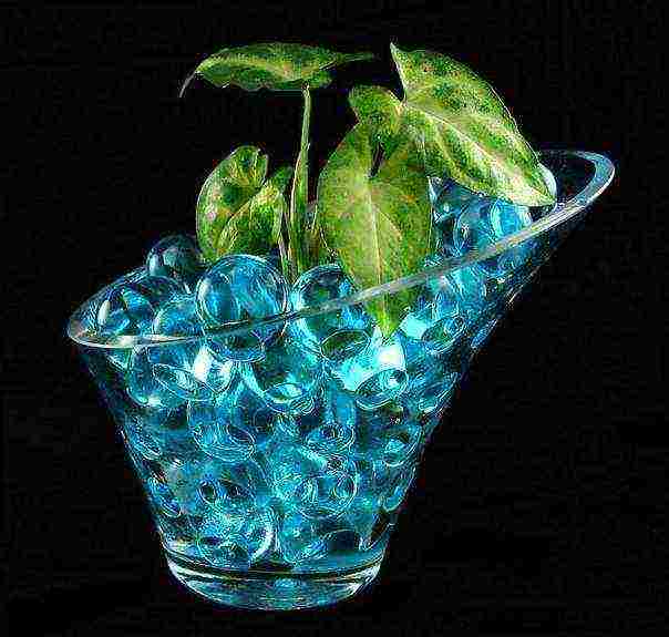 what indoor plants are grown in hydrogel