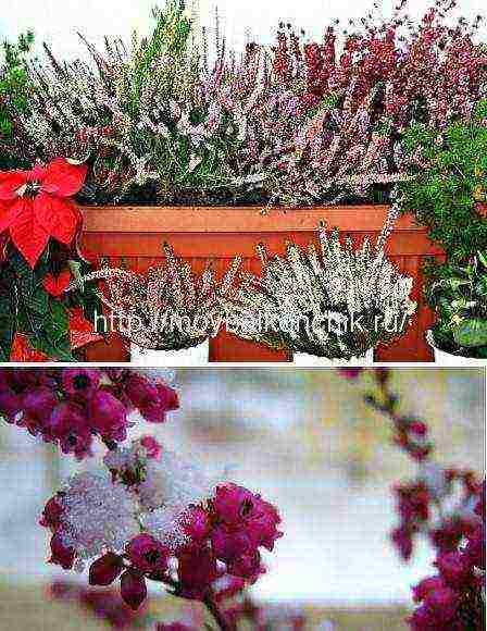 what plants can be grown on the balcony in winter