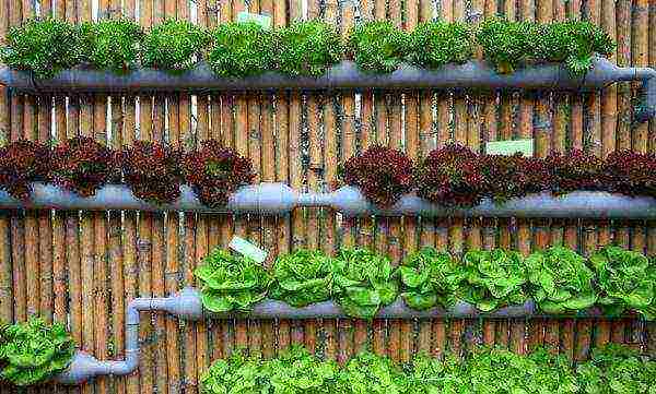 koje se biljke mogu uzgajati na balkonu zimi